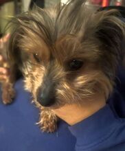 LUCI, Hund, Yorkshire Terrier in Eckental - Bild 10