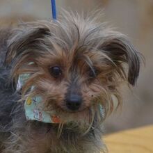 LUCI, Hund, Yorkshire Terrier in Eckental - Bild 11