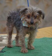 LUCI, Hund, Yorkshire Terrier in Eckental - Bild 4