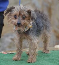 LUCI, Hund, Yorkshire Terrier in Eckental - Bild 6