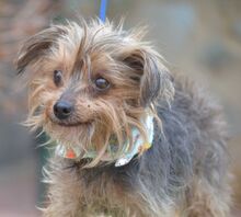 LUCI, Hund, Yorkshire Terrier in Eckental - Bild 7