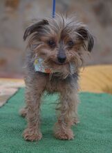 LUCI, Hund, Yorkshire Terrier in Eckental - Bild 8