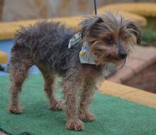 LUCI, Hund, Yorkshire Terrier in Eckental - Bild 9