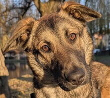 LORIS, Hund, Mischlingshund in Rumänien - Bild 1