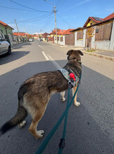 LORIS, Hund, Mischlingshund in Rumänien - Bild 12