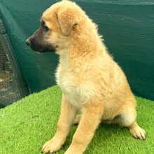 ADRIAN, Hund, Mischlingshund in Rumänien - Bild 2