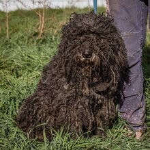 BOLYHOS, Hund, Puli-Mix in Ungarn - Bild 1