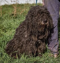 BOLYHOS, Hund, Puli-Mix in Ungarn - Bild 2