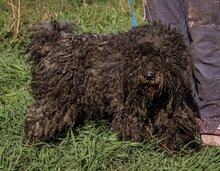 BOLYHOS, Hund, Puli-Mix in Ungarn - Bild 3