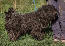 BOLYHOS, Hund, Puli-Mix in Ungarn - Bild 4