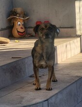 LUNA, Hund, Pinscher-Mix in Rumänien - Bild 2