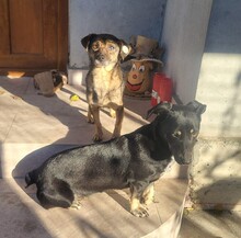 LUNA, Hund, Pinscher-Mix in Rumänien - Bild 3