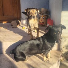 LUNA, Hund, Pinscher-Mix in Rumänien - Bild 4