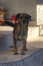 LUNA, Hund, Pinscher-Mix in Rumänien - Bild 6