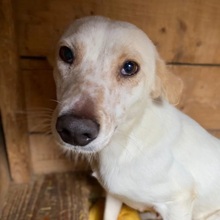 ANJALI, Hund, Mischlingshund in Kallmünz - Bild 1