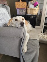 ANJALI, Hund, Mischlingshund in Unna - Bild 10