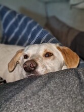 ANJALI, Hund, Mischlingshund in Unna - Bild 11