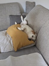 ANJALI, Hund, Mischlingshund in Unna - Bild 12