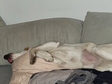 ANJALI, Hund, Mischlingshund in Unna - Bild 13