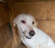 ANJALI, Hund, Mischlingshund in Kallmünz - Bild 2