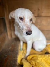 ANJALI, Hund, Mischlingshund in Kallmünz - Bild 3