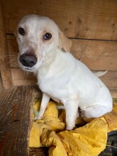 ANJALI, Hund, Mischlingshund in Kallmünz - Bild 4