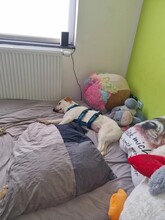 ANJALI, Hund, Mischlingshund in Unna - Bild 8