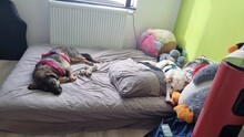 ANJALI, Hund, Mischlingshund in Unna - Bild 9