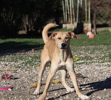 KALI, Hund, Mischlingshund in Griechenland - Bild 1