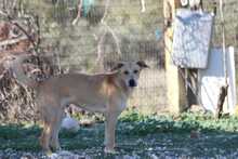 KALI, Hund, Mischlingshund in Griechenland - Bild 2