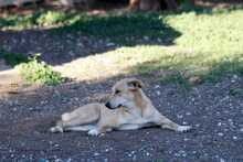 KALI, Hund, Mischlingshund in Griechenland - Bild 4