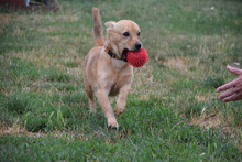 BJARNE, Hund, Mischlingshund in Ungarn - Bild 3