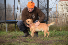 BJARNE, Hund, Mischlingshund in Ungarn - Bild 4