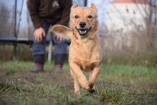 BJARNE, Hund, Mischlingshund in Ungarn - Bild 5