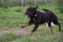 JUDY, Hund, Mischlingshund in Ungarn - Bild 4