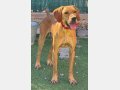 SCOOBY, Hund, Pointer-Mix in Spanien - Bild 2