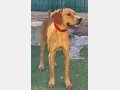 SCOOBY, Hund, Pointer-Mix in Spanien - Bild 3