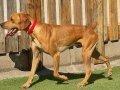 SCOOBY, Hund, Pointer-Mix in Spanien - Bild 4