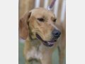 SCOOBY, Hund, Pointer-Mix in Spanien - Bild 6