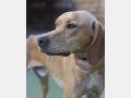 SCOOBY, Hund, Pointer-Mix in Spanien - Bild 8