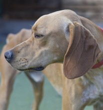 SCOOBY, Hund, Pointer-Mix in Freimersheim - Bild 10