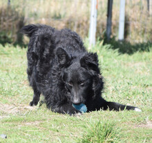 GUNNAR, Hund, Mischlingshund in Ungarn - Bild 1