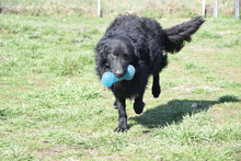 GUNNAR, Hund, Mischlingshund in Ungarn - Bild 2