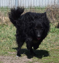 GUNNAR, Hund, Mischlingshund in Ungarn - Bild 3