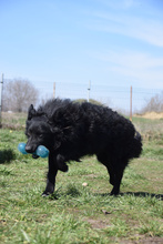 GUNNAR, Hund, Mischlingshund in Ungarn - Bild 4