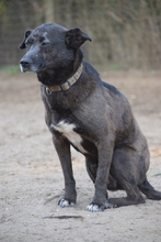 KOTANGENS, Hund, Mischlingshund in Ungarn - Bild 2