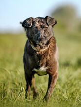 KOTANGENS, Hund, Mischlingshund in Ungarn - Bild 3