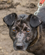 KOTANGENS, Hund, Mischlingshund in Ungarn - Bild 4