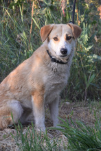 BONBONETTI, Hund, Mischlingshund in Ungarn - Bild 1