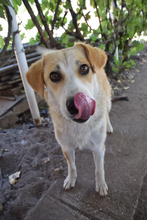 BONBONETTI, Hund, Mischlingshund in Ungarn - Bild 2